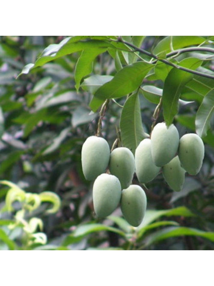 Mango > Karuttha Kolamban (Mangifera Indica)